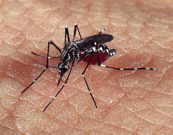  Aedes aegypti: quase metade dos municípios está em alerta ou risco