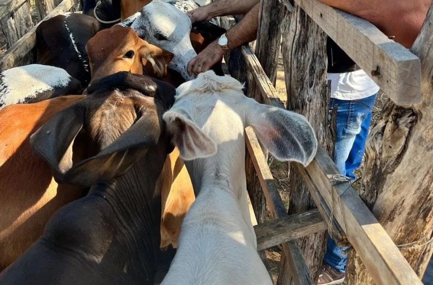 País recebe status internacional como livre de febre aftosa sem vacina