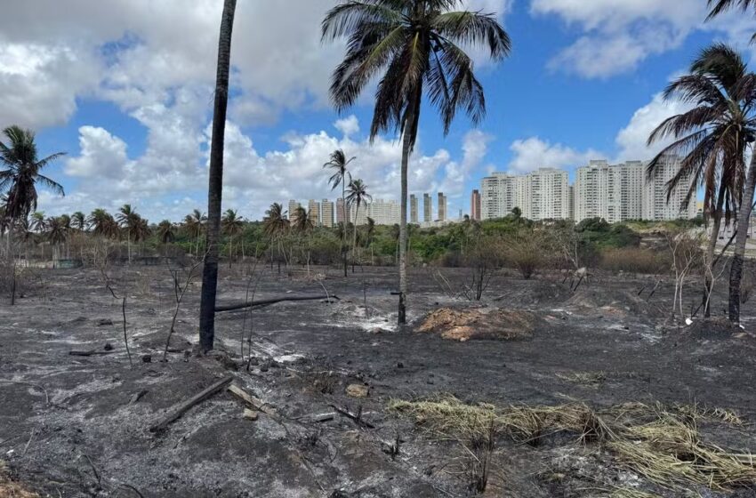  RN registrou mais de 1,8 mil incêndios em vegetação em 2024, diz Corpo de Bombeiros