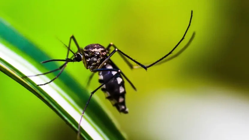  Dengue: RN registra quase 50 casos prováveis em 2025; Centro de emergência é anunciado