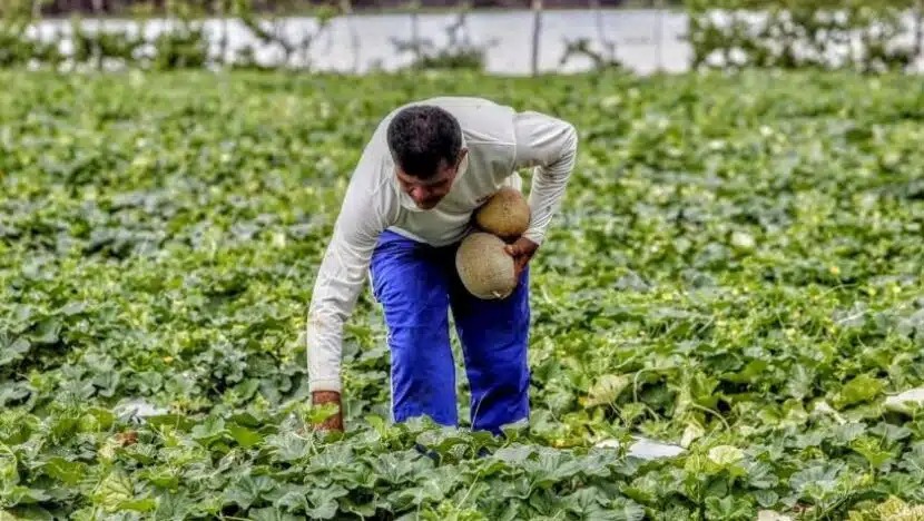  Após cobrança de agricultores, Governo do RN paga 1ª parcela do Garantia Safra