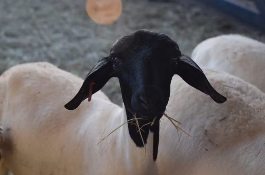  Ministério da Agricultura reconhece raça de ovelhas criada no RN