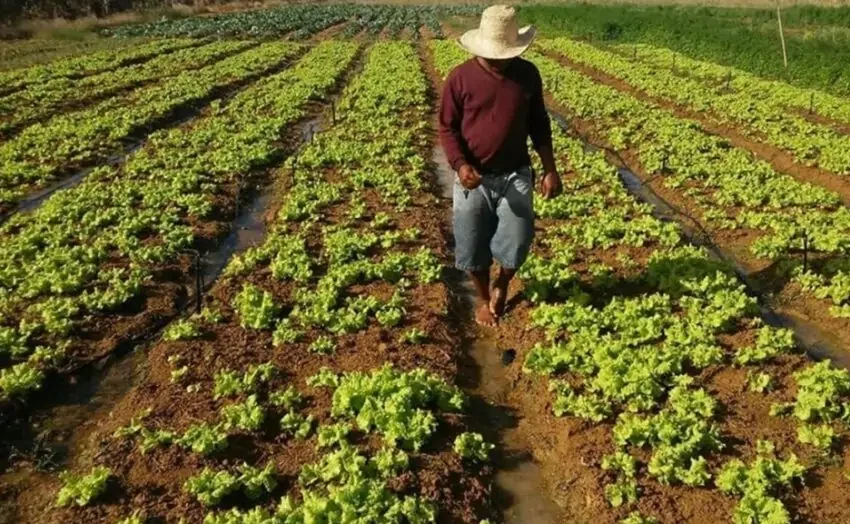 Agricultura familiar do RN é incluída em plano de R$ 89,2 bilhões do governo federal