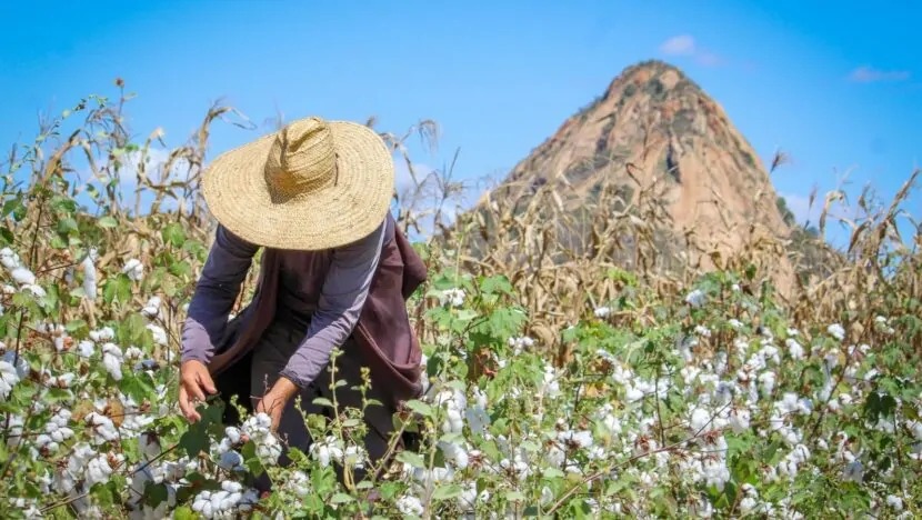  Inscrições para o Garantia-Safra 2025/2026 começam no Rio Grande do Norte
