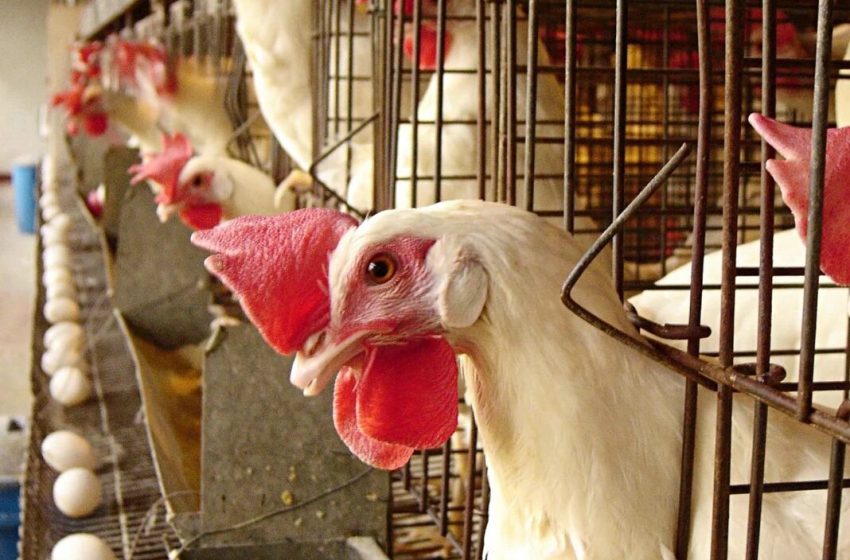  RN tem alta na produção de leite e ovos de galinha em 2024, aponta IBGE