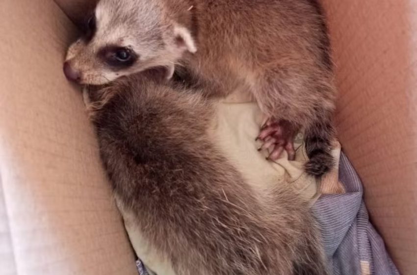  Filhotes de guaxinim são resgatados por bombeiros no interior do RN