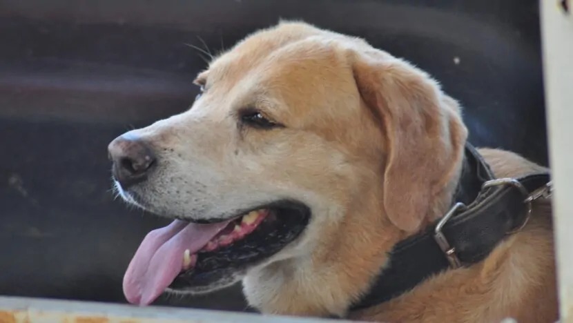  RN cria banco de ração para apoiar protetores e famílias com animais domésticos