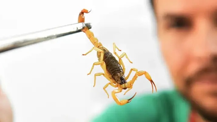  Brasil registra mais de 173 mil acidentes com escorpiões em 2025; mortes já passam de 200