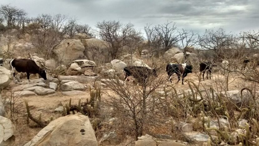  RN tem 88% dos municípios com algum nível de seca, aponta Monitor de Secas