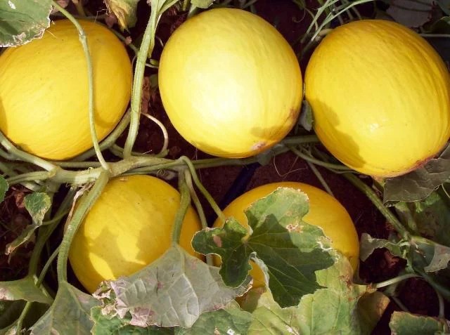  Ministério da Agricultura amplia área livre da ‘mosca-das-frutas’ em 21 municípios do RN