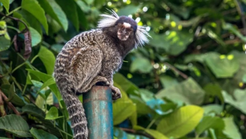  Homem morre com raiva humana em Campina Grande após ser mordido por sagui
