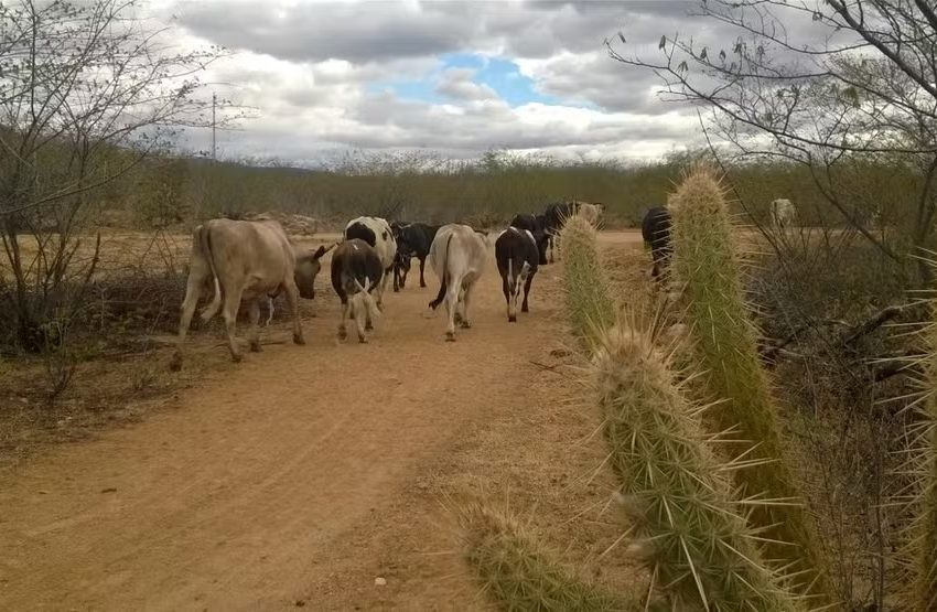  RN tem 127 cidades em situação de emergência pela seca, maior número do Nordeste