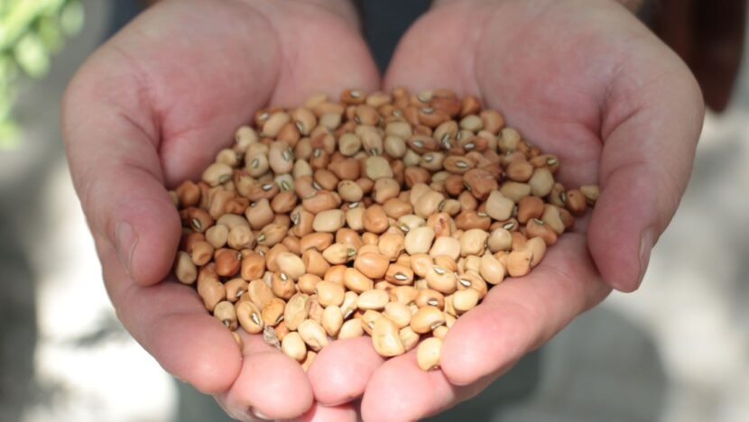  Governo do RN inicia distribuição do Programa Banco de Sementes de 2026