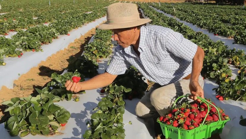  Governo autoriza pagamento do Garantia-Safra para mais de 685 mil agricultores