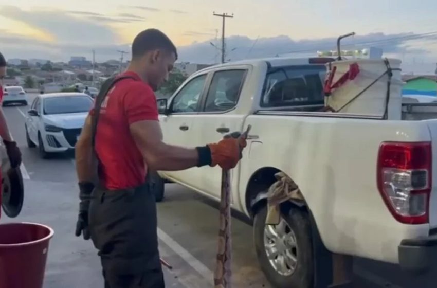  Jiboia é encontrada em carro e resgatada pelos Bombeiros em Santa Cruz