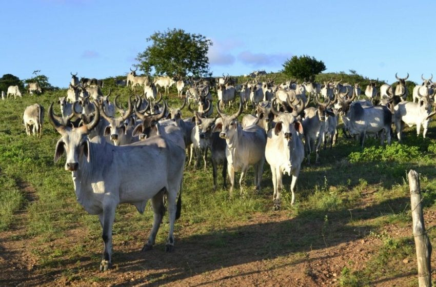  RN sanciona lei que pune donos de cães por ataques a animais em propriedades rurais