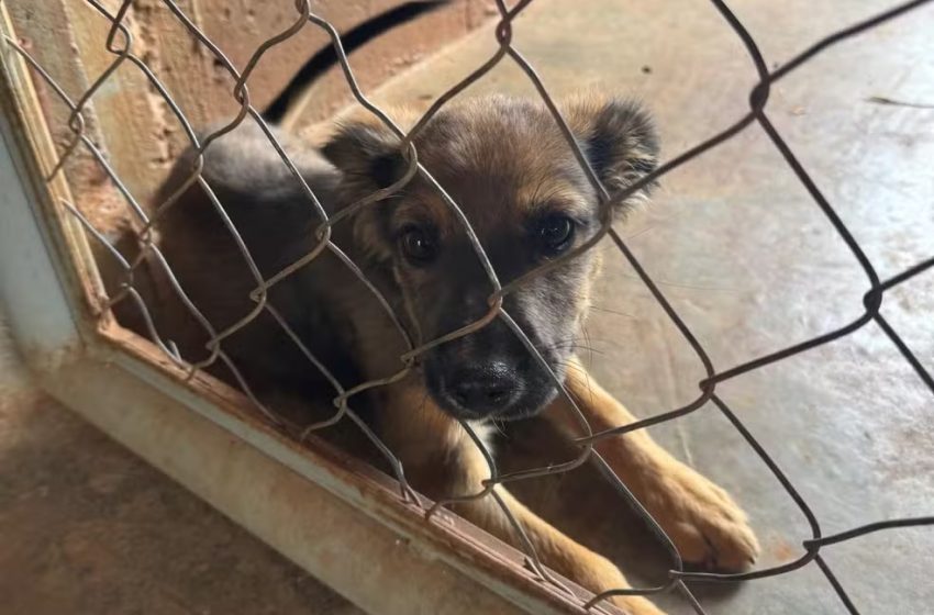  Lei proíbe condenados por maus-tratos a animais em cargos públicos no RN