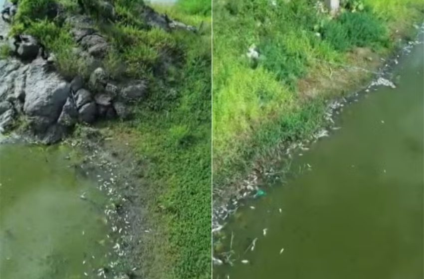  Peixes aparecem mortos em açude em Currais Novos; Igarn investiga