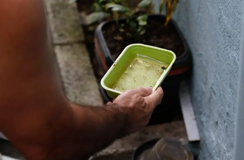  El Niño pode aumentar casos de chikungunya e dengue no Brasil