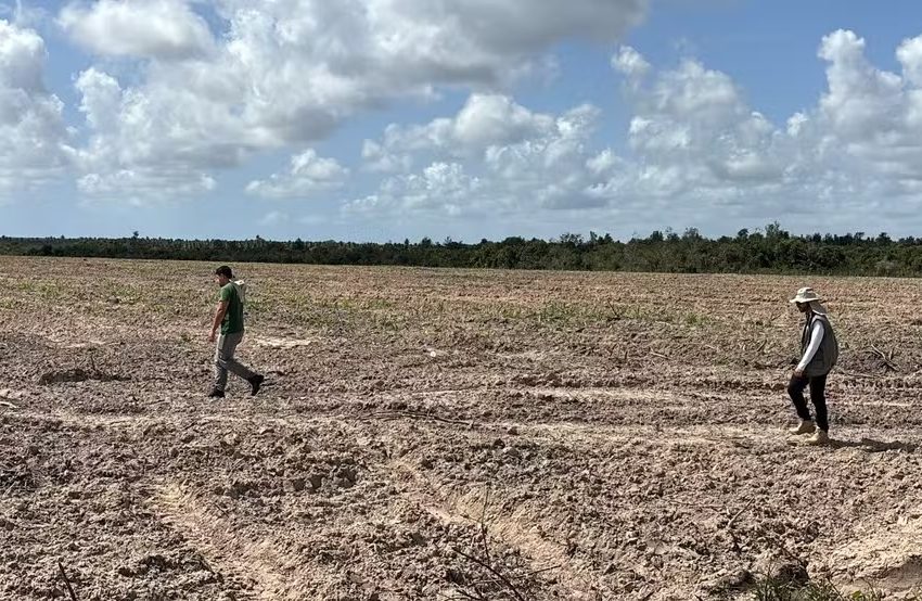  Operação identifica 31 hectares de desmatamento ilegal em Mata Atlântica no RN