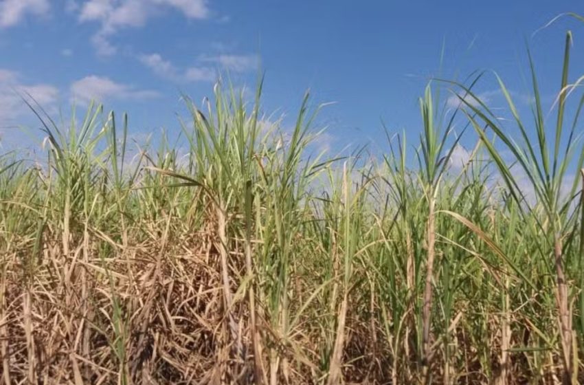  Produção agrícola do RN supera R$ 3,92 bilhões em 2025, aponta IBGE